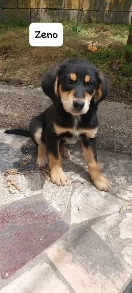 ZENO 3 mesi dolcissimo cucciolo | Foto 1