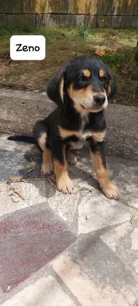 ZENO 3 mesi dolcissimo cucciolo