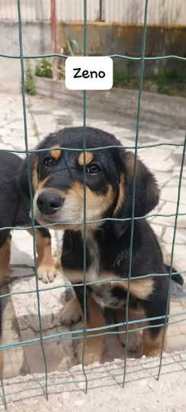 ZENO 3 mesi dolcissimo cucciolo | Foto 0