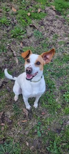 GIOVANE E DOLCE CAGNOLINO  | Foto 5