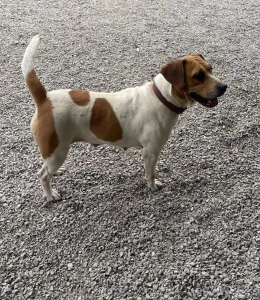 CAGNOLINA 4 ANNI TAGLIA MEDIA | Foto 5