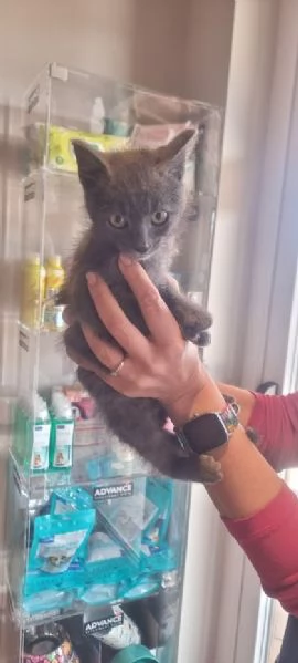 SIMIL CERTOSINO 2 mesi e mezzo | Foto 6