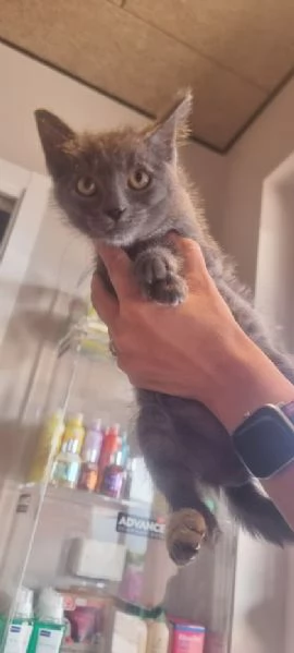 SIMIL CERTOSINO 2 mesi e mezzo | Foto 4