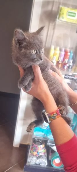 SIMIL CERTOSINO 2 mesi e mezzo | Foto 1