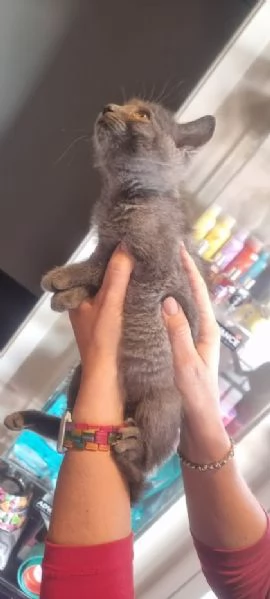 SIMIL CERTOSINO 2 mesi e mezzo | Foto 0