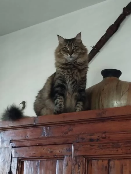 LOL 7 anni bellissimo micio rimane solo  | Foto 3