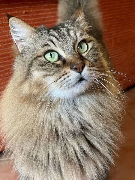 LOL 7 anni bellissimo micio rimane solo 