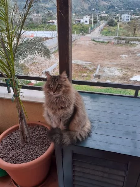 LOL 7 anni bellissimo micio rimane solo  | Foto 2