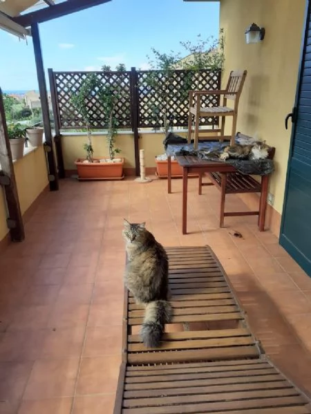 LOL 7 anni bellissimo micio rimane solo  | Foto 0