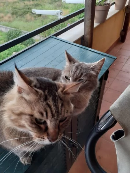 BELLISSIMA MICIA PELO LUNGO | Foto 3