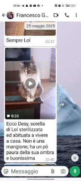 BELLISSIMA MICIA PELO LUNGO | Foto 2