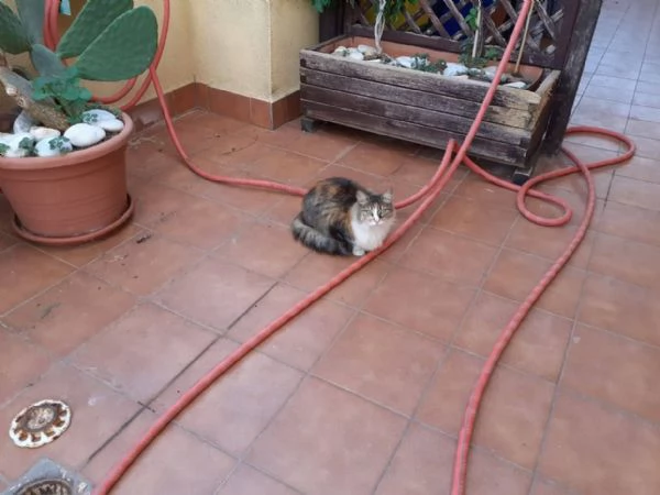 BELLISSIMA MICIA PELO LUNGO | Foto 1
