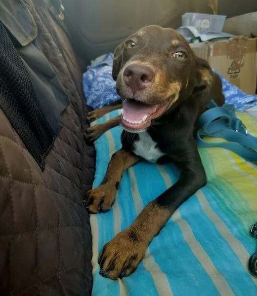 DOLCE CUCCIOLO BRUNO TAGLIA MEDIA CONTENUTA OCCHI VERDI | Foto 4