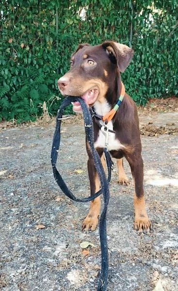 DOLCE CUCCIOLO BRUNO TAGLIA MEDIA CONTENUTA OCCHI VERDI