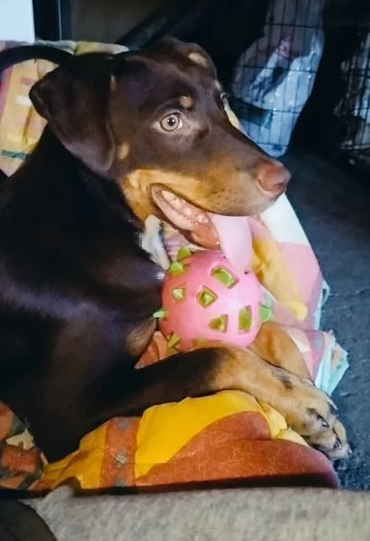 DOLCE CUCCIOLO BRUNO TAGLIA MEDIA CONTENUTA OCCHI VERDI | Foto 1