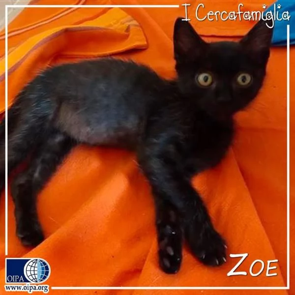 PICCOLA ZOE cerca casa