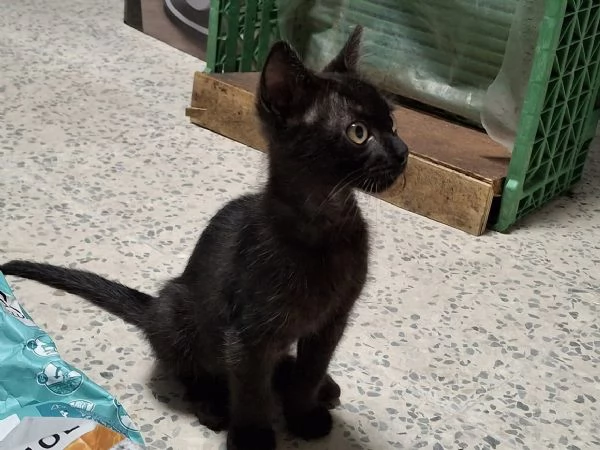 PICCOLA ZOE cerca casa | Foto 3