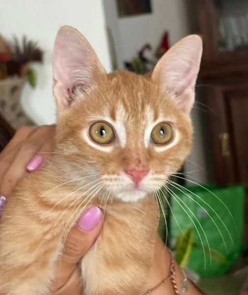 MICIO MIELE 34 mesi | Foto 6