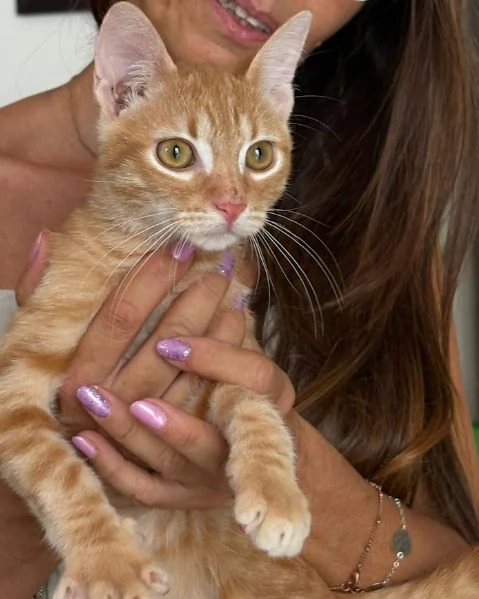 MICIO MIELE 34 mesi | Foto 2