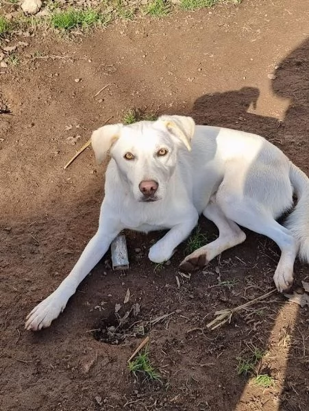 TAGLIA MEDIA CONTENUTA DOLCE E BELLISSIMO BLANCO | Foto 4