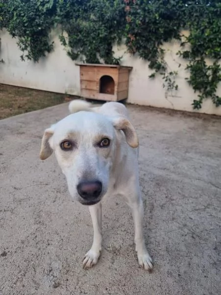TAGLIA MEDIA CONTENUTA DOLCE E BELLISSIMO BLANCO | Foto 0