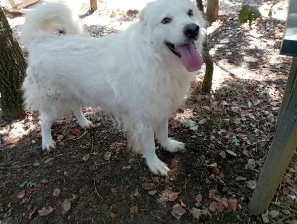 BELLISSIMO MARCELLO 3 ANNI DOLCE E BUONO | Foto 5