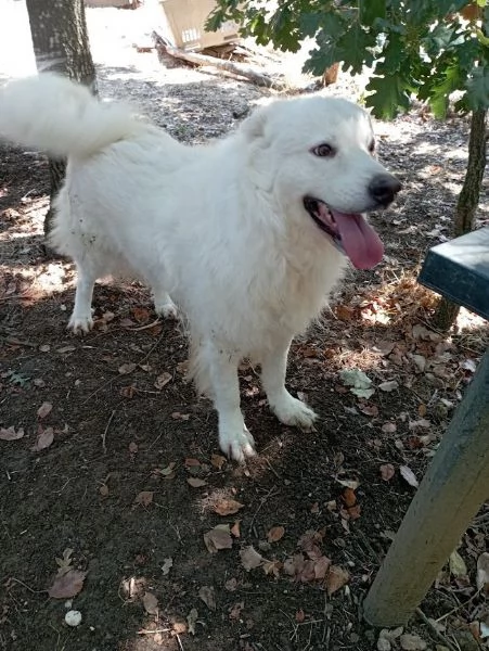 BELLISSIMO MARCELLO 3 ANNI DOLCE E BUONO | Foto 4