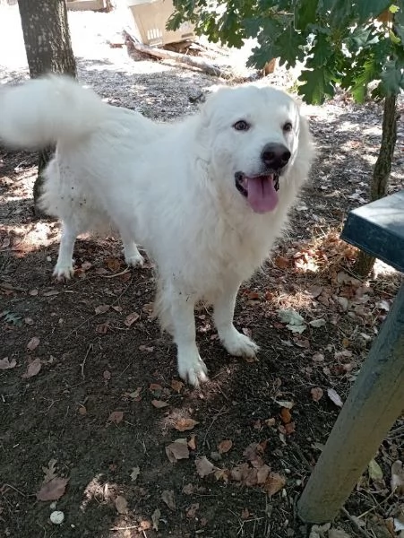 BELLISSIMO MARCELLO 3 ANNI DOLCE E BUONO | Foto 3