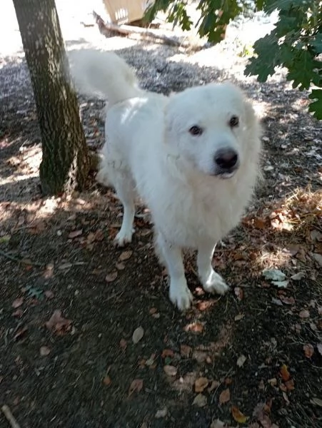 BELLISSIMO MARCELLO 3 ANNI DOLCE E BUONO | Foto 1