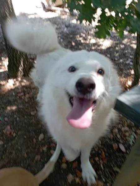 BELLISSIMO MARCELLO 3 ANNI DOLCE E BUONO | Foto 0
