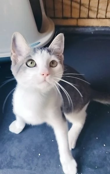 LUI micetto 2 mesi 