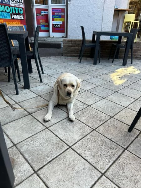 DAKOTA 4 ANNI LABRADOR PURO MASCHIO | Foto 1