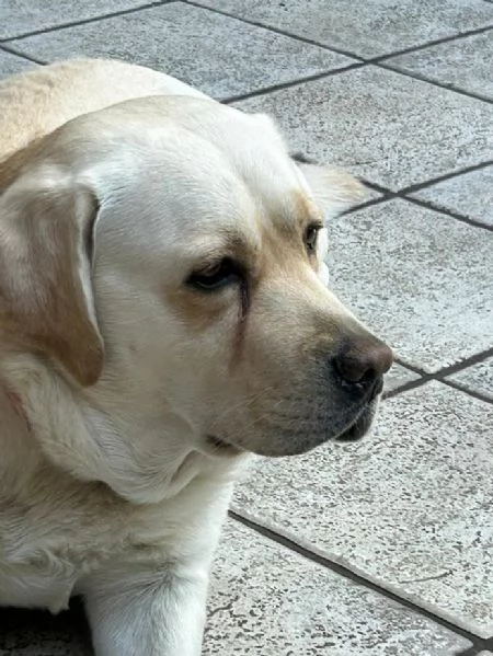 DAKOTA 4 ANNI LABRADOR PURO MASCHIO | Foto 0