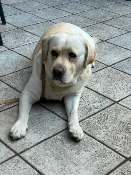 DAKOTA 4 ANNI LABRADOR PURO MASCHIO