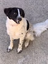 JACK solo 1 anno e 4 mesi | Foto 6