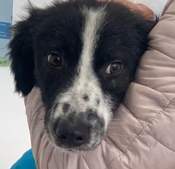 JACK solo 1 anno e 4 mesi