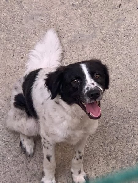 JACK solo 1 anno e 4 mesi | Foto 5