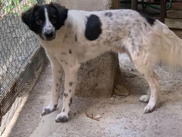 JACK solo 1 anno e 4 mesi | Foto 1