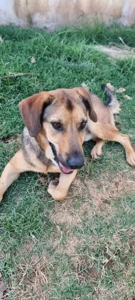 ARCHIMEDE 3 anni simil segugio pieno di amore