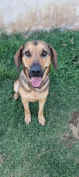 ARCHIMEDE 3 anni simil segugio pieno di amore | Foto 5