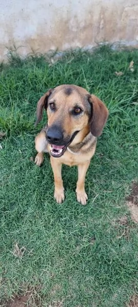 ARCHIMEDE 3 anni simil segugio pieno di amore | Foto 4