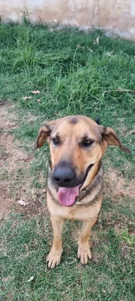 ARCHIMEDE 3 anni simil segugio pieno di amore | Foto 3