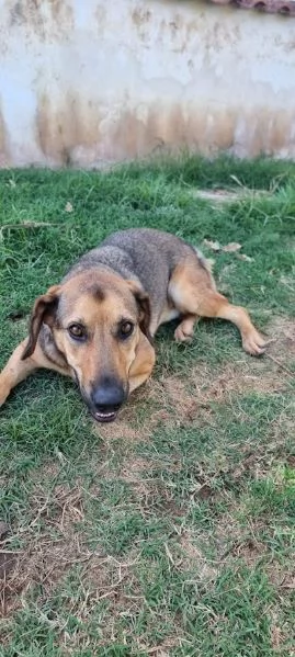 ARCHIMEDE 3 anni simil segugio pieno di amore | Foto 2