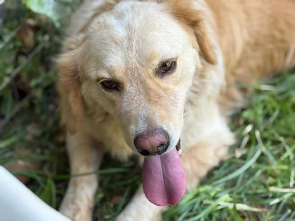 DOLCISSIMO OSCAR  | Foto 5