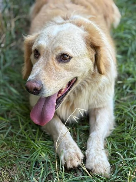 DOLCISSIMO OSCAR  | Foto 3