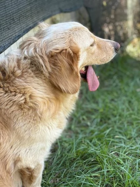 DOLCISSIMO OSCAR  | Foto 0