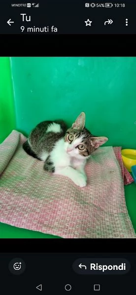 PICCOLO MICETTO DI APPENA 5 MESI DOLCE E BUONO | Foto 6