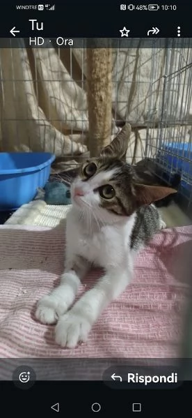 PICCOLO MICETTO DI APPENA 5 MESI DOLCE E BUONO | Foto 5