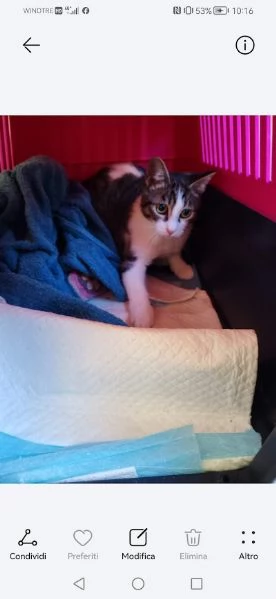 PICCOLO MICETTO DI APPENA 5 MESI DOLCE E BUONO | Foto 4