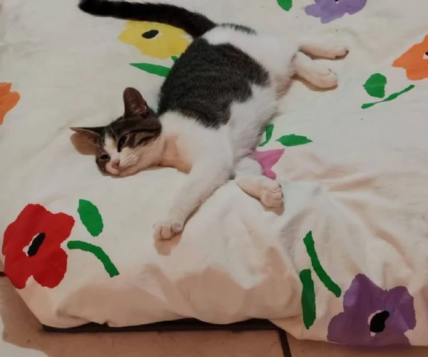 PICCOLO MICETTO DI APPENA 5 MESI DOLCE E BUONO | Foto 3